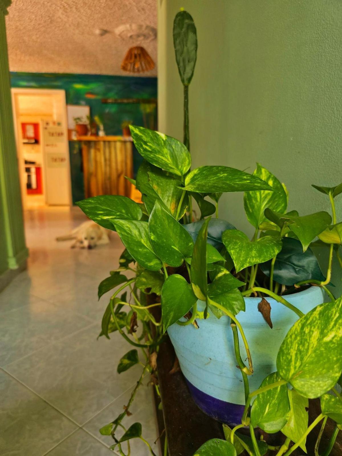 Tatami Hostel Bucaramanga Esterno foto